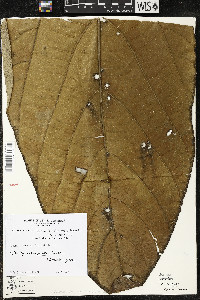 Matisia arteagensis image