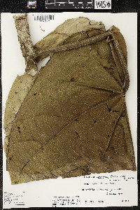 Matisia arteagensis image