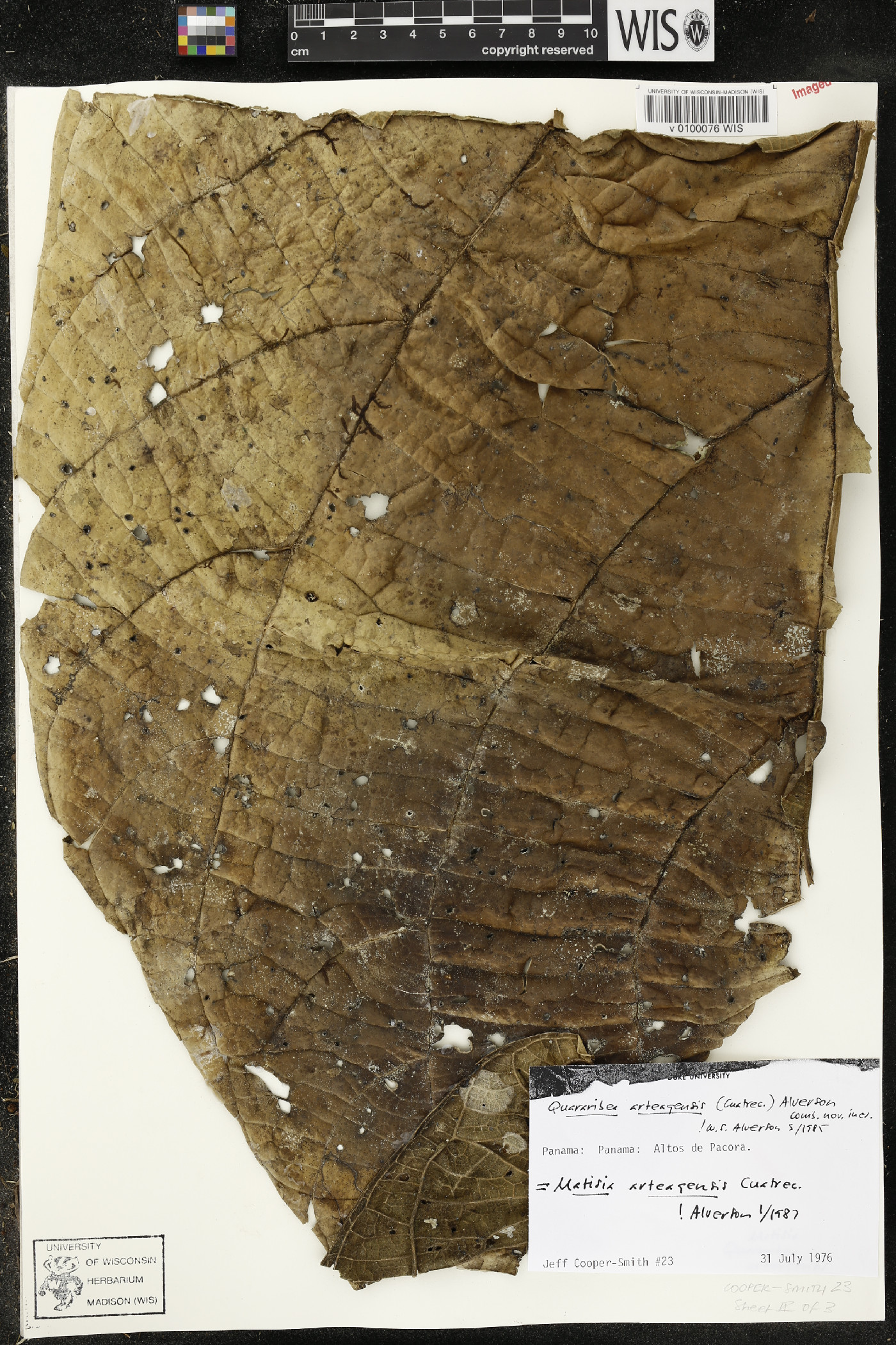 Matisia arteagensis image