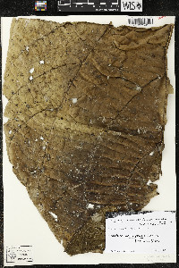 Matisia arteagensis image