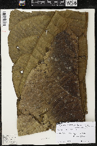 Matisia arteagensis image
