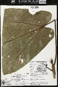 Matisia arteagensis image