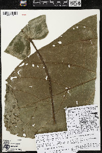 Matisia arteagensis image