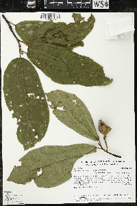 Matisia bracteolosa image