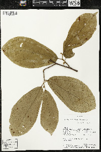 Matisia bracteolosa image