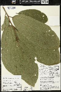 Matisia bracteolosa image