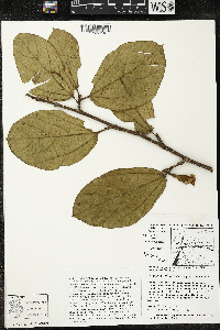 Matisia bracteolosa image