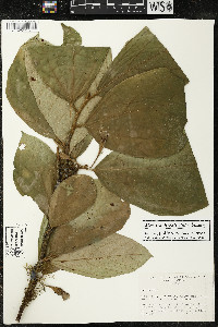 Matisia bracteolosa image