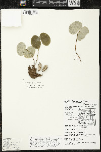 Matisia bracteolosa image