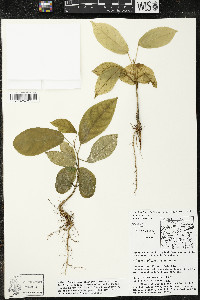 Matisia bracteolosa image
