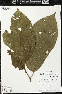 Matisia bracteolosa image