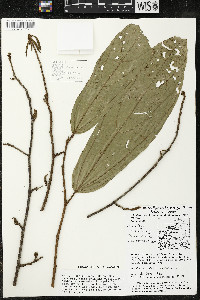 Matisia bracteolosa image