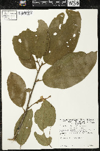 Matisia bracteolosa image