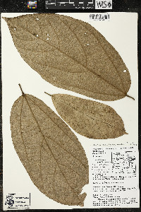 Matisia bracteolosa image