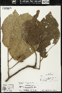 Matisia bracteolosa image