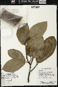 Matisia bracteolosa image