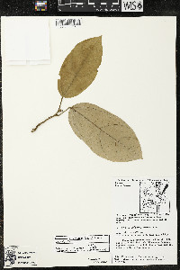 Matisia bracteolosa image