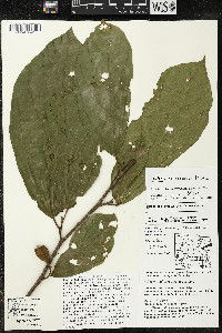 Matisia bracteolosa image