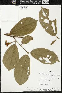Matisia bracteolosa image