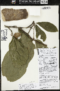 Matisia bracteolosa image
