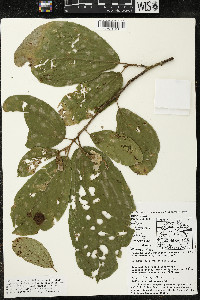 Matisia bracteolosa image