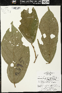 Matisia bracteolosa image
