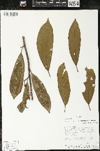 Matisia bracteolosa image