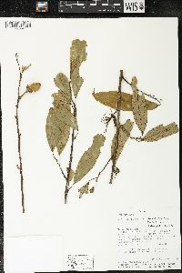 Matisia bracteolosa image