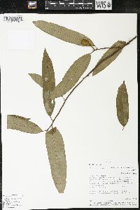 Matisia bracteolosa image