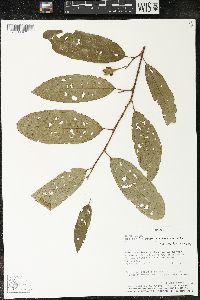 Matisia bracteolosa image