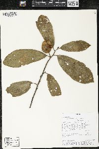 Matisia bracteolosa image