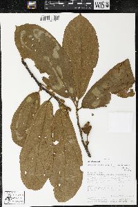 Matisia bracteolosa image