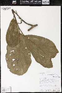 Matisia bracteolosa image