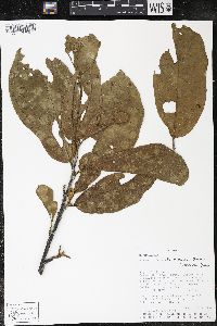 Matisia bracteolosa image