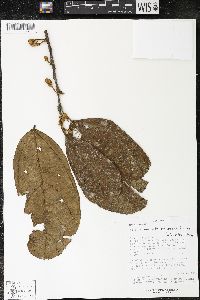 Matisia bracteolosa image
