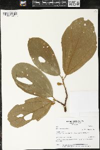 Matisia bracteolosa image