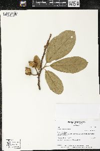 Matisia bracteolosa image