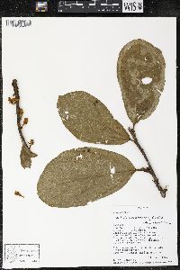 Matisia bracteolosa image