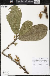 Matisia bracteolosa image