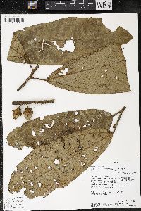 Matisia bracteolosa image