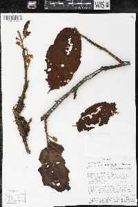 Matisia bracteolosa image