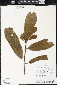 Matisia bracteolosa image