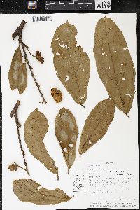 Matisia bracteolosa image