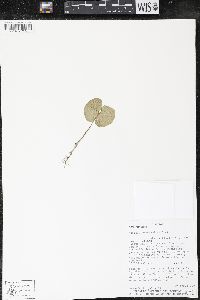 Matisia bracteolosa image