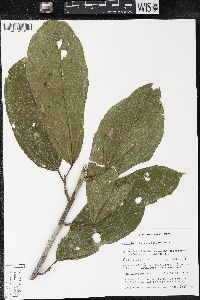 Matisia bracteolosa image