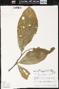 Matisia bracteolosa image
