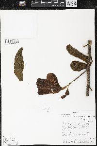 Matisia bracteolosa image