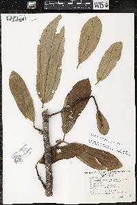 Matisia bracteolosa image