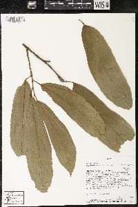 Matisia bracteolosa image