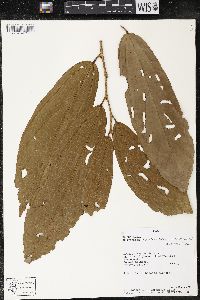 Matisia bracteolosa image